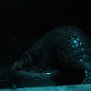 Chinese pangolin
