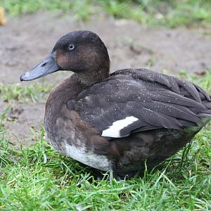 Duck ID Help Needed?