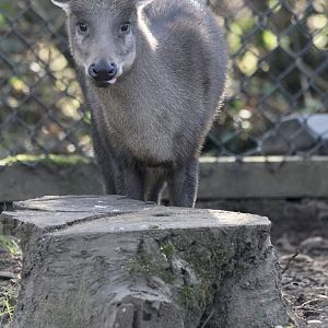 Michie's Tufted Deer
