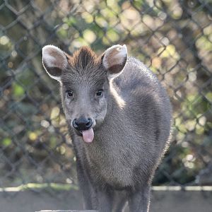 Michie's Tufted Deer