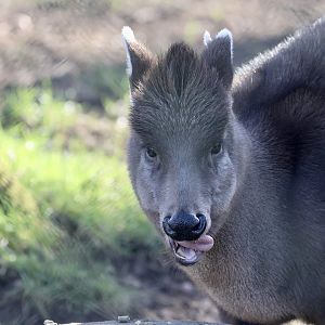 Michie's Tufted Deer