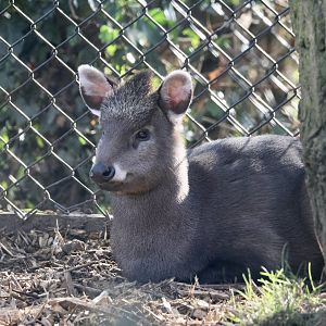 Michie's Tufted Deer