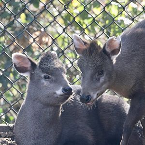 Michie's Tufted Deer