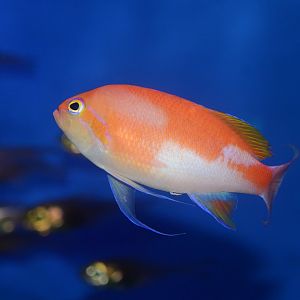 Hutomo's anthias (Pseudanthias hutomoi)