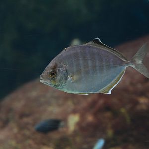 Whitefin trevally (Carangoides equula)