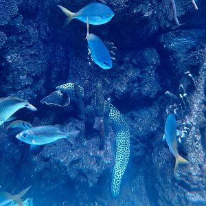 laced moray (gymnothorax favagineus)