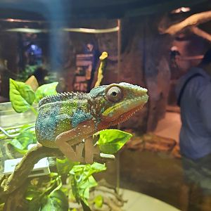 panther chameleon (furcifer pardalis)