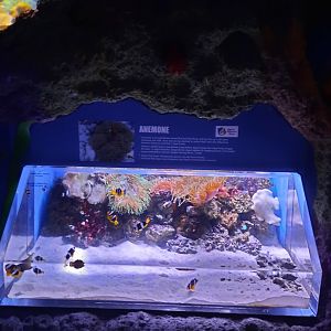 anemone aquarium