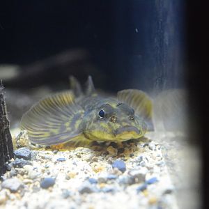 Loach goby (Rhyacichthys aspro)