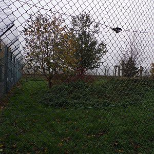 Eurasian lynx enclosure