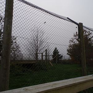 Eurasian lynx enclosure (2)