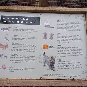 Signage about Scottish wildcat signage