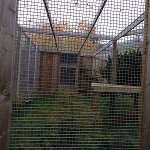 Scottish wildcat enclosure (3)
