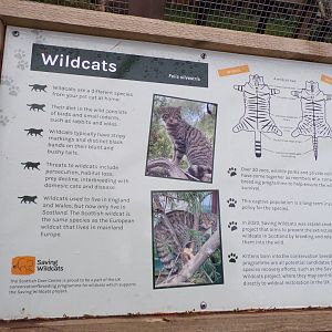 Scottish wildcat signage