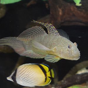 Puntang goby (Exyrias puntang)