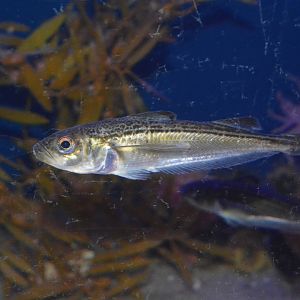 Japanese sandfish (Arctoscopus japonicus)