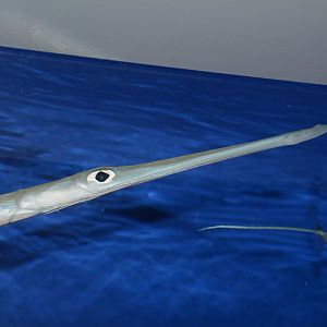 Bluespotted cornetfish (Fistularia commersonii)