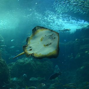 Red stingray (Hemitrygon akajei)