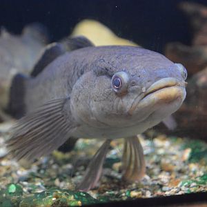 Northern mud gudgeon (Ophiocara porocephala)