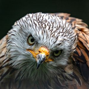 Red kite : Cotswold Falconry Centre : 03 Sep 2021