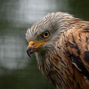 Red kite : Cotswold Falconry Centre : 03 Sep 2021