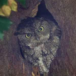 Western screech-owl : Cotswold Falconry Centre : 03 Sep 2021