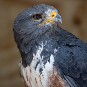 Jackal buzzard : Cotswold Falconry Centre : 03 Sep 2021