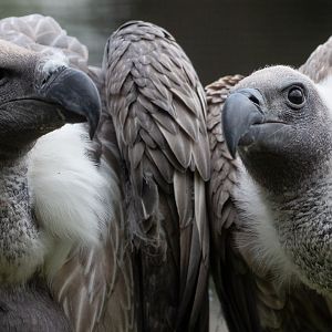 White-backed vulture : Cotswold Falconry Centre : 03 Sep 2021