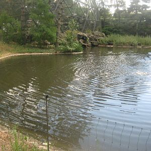 Berlin Tierpark - Swan pond