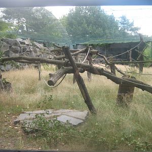 Berlin Tierpark - Siamang exhibit