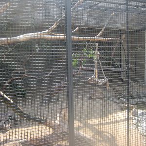 Berlin Tierpark - Cockatoo aviary