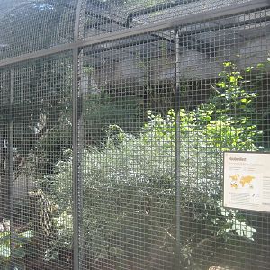 Berlin Tierpark - Kookaburra aviary