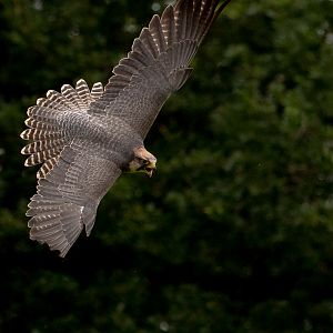 Lanner falcon : Cotswold Falconry Centre : 03 Sep 2021