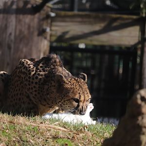 Cheetah Conservation Station - Cheetah