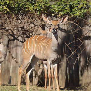Cheetah Conservation Station - Lesser Kudus