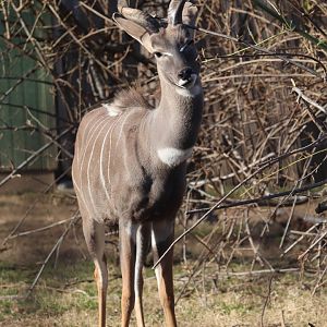 Cheetah Conservation Station - Lesser Kudu