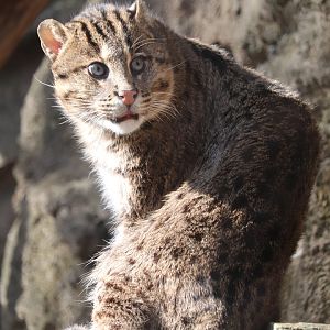 Asia Trail - Fishing Cat