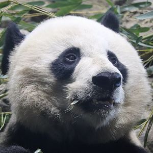 Asia Trail - Giant Panda