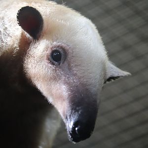 Small Mammal House - Southern Tamandua