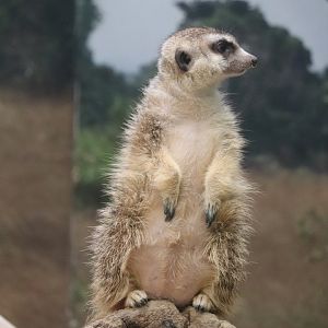 Small Mammal House - Meerkat