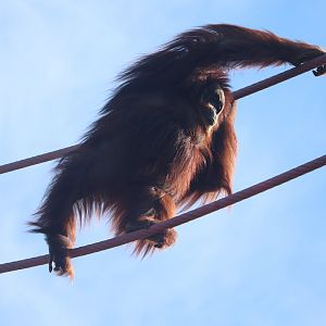 Think Tank - Orangutan