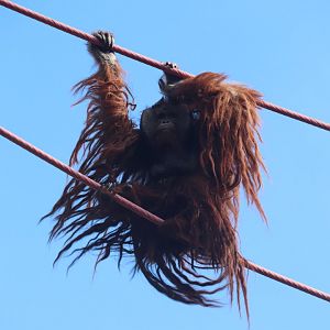 Great Ape House - Bornean Orangutan
