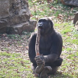 Great Ape House - Western Lowland Gorilla