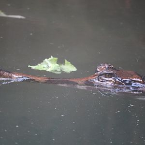 Reptile Discovery Center - Tomistoma