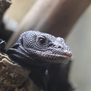 Reptile Discovery Center - Black Tree Monitor