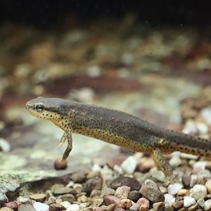 Amazonia - Eastern Red-Spotted Newt