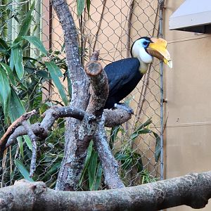 Zoo Atlanta (2023) - Wrinkled Hornbill