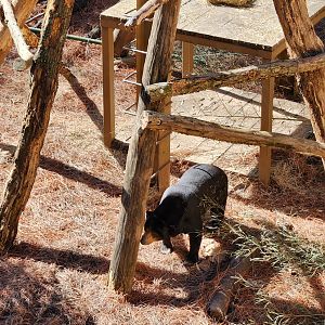 Zoo Atlanta (2023) - Sun Bear