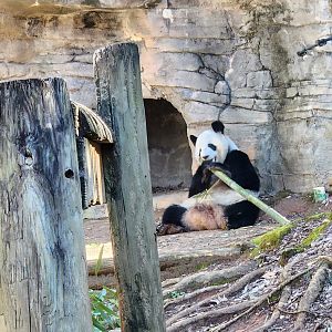 Zoo Atlanta (2023) - The famous bamboo munchers