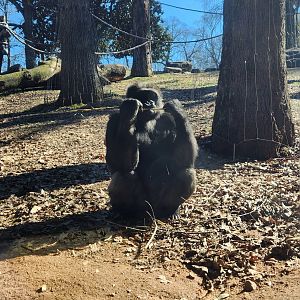 Zoo Atlanta (2023) - Gorilla